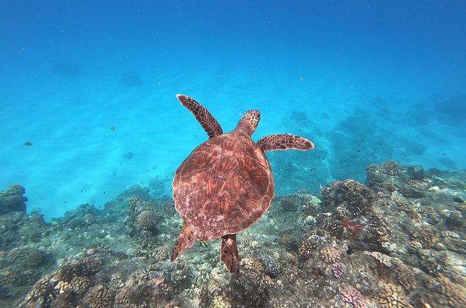 Whale & Dolphin Watching, Turtle Snorkeling - Turtle Snorkeling Stop: Getting The Most Out Of Your Time