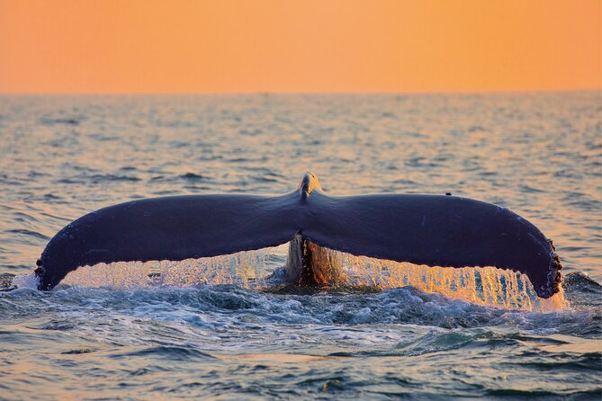 Whale & Dolphin Watching, Turtle Snorkeling - Pickup And Meeting Points: The Practical Part That Can Make Or Break Your Morning