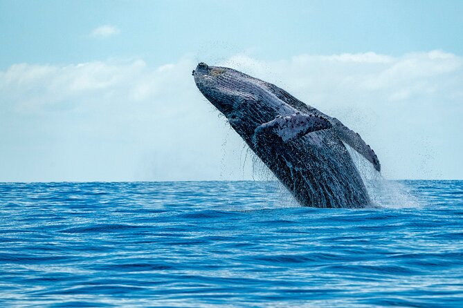 Whale Watching Adventure -Speed Boat & Small Group - Key things to know before you go