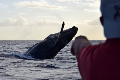 Whale Watching Adventure -Speed Boat & Small Group - Pier A, Slip A15, and Maori Warrior II: how boarding feels