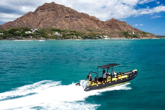 Whale Watching Adventure -Speed Boat & Small Group - What you’ll likely see besides whales