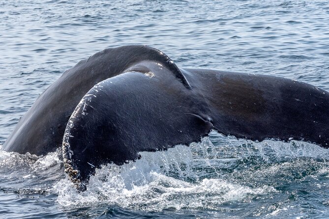 Whale Watching Adventure -Speed Boat & Small Group - Waikiki and Diamond Head views from the water