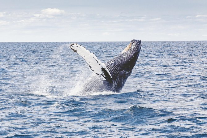 Whale Watching Adventure -Speed Boat & Small Group - Comfort on a zodiac-style speed boat: good news and small tradeoffs