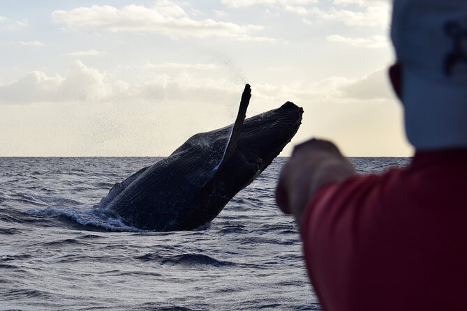 Whale Watching Adventure -Speed Boat & Small Group - Pier A, Slip A15, and Maori Warrior II: how boarding feels