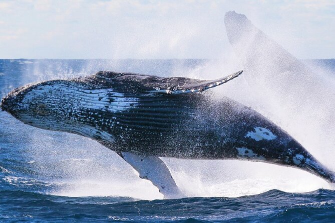 Whale Watching and Sunrise Breakfast Cruise in Honolulu - Pricing reality: what $91.56 buys you (and what it doesn’t)