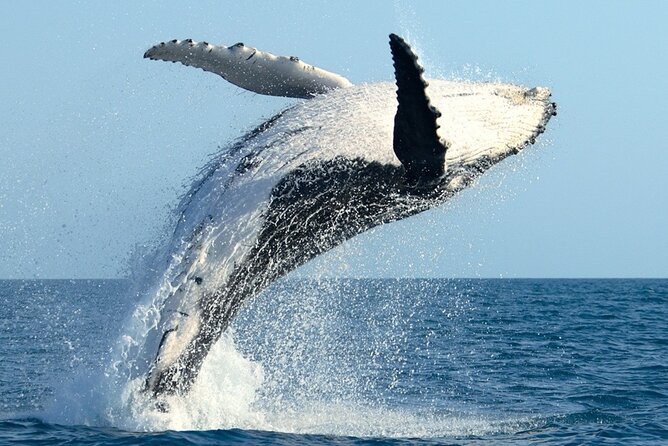 Whale Watching and Sunrise Breakfast Cruise in Honolulu - Where you start: 1009 Ala Moana Blvd and what to expect with timing