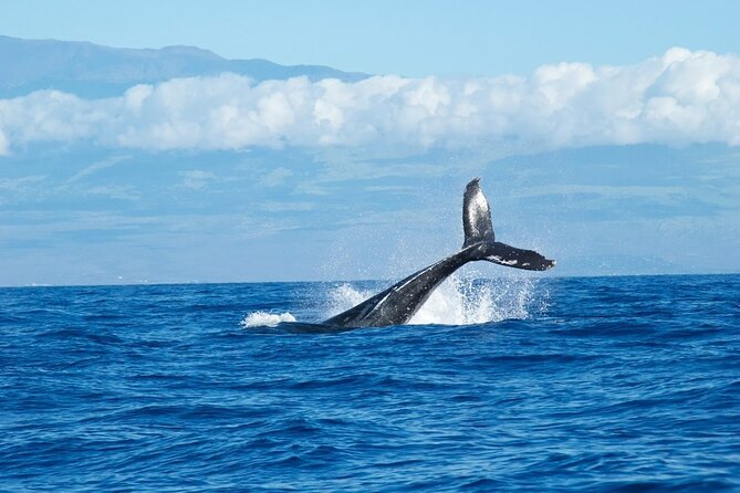 Whale Watching Cruise in Honolulu - Honolulu Whale Watching From Waikiki: What This Cruise Is Best At