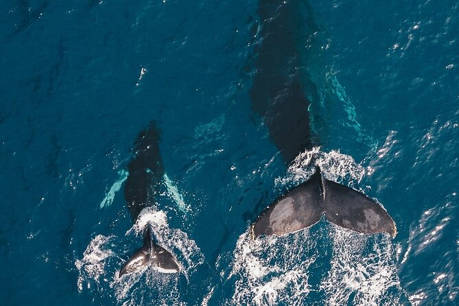 Whale Watching Cruise in Honolulu - The Route: Diamond Head Lighthouse to Waikiki Beach
