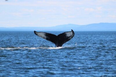 Whale Watching Cruise in Honolulu - Price and Value: Why $45 Can Feel Fair (or Not)