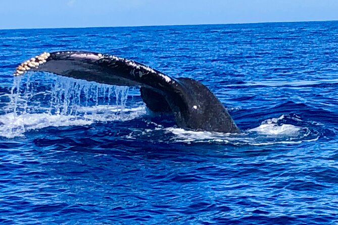 Whale Watching Cruise in Honolulu - Whales (and Friends): What You’re Actually Looking For