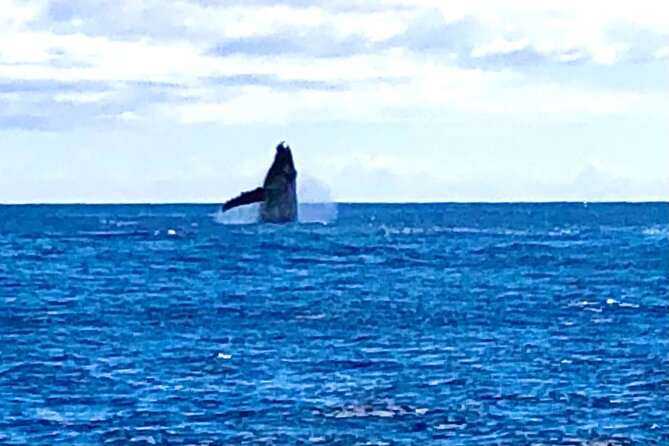 Whale Watching Cruise in Honolulu - Food, Drinks, and What to Bring from Home