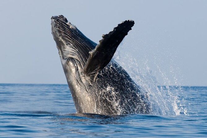 Whale Watching Cruise in Honolulu - Weather, Cancellations, and the Reality of “Good Weather Required”