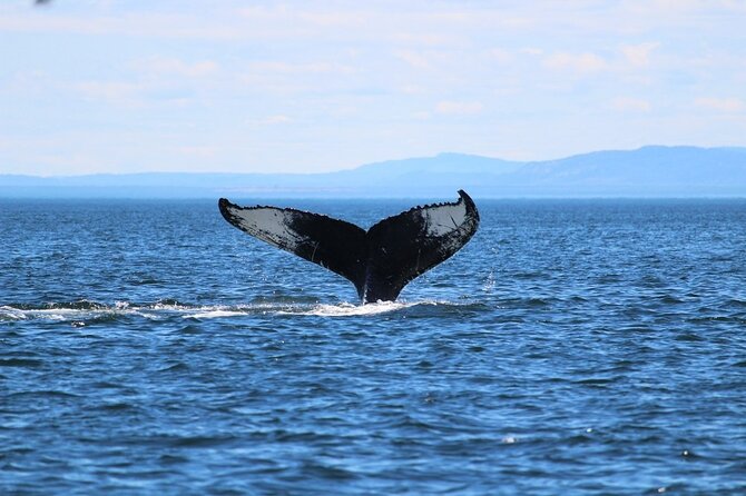 Whale Watching Cruise in Honolulu - Price and Value: Why $45 Can Feel Fair (or Not)