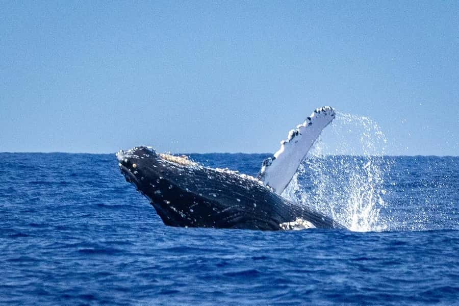 Whale Watching Cruise in Waikiki Oahu - SEE THE HUMPBACKS! - Key points before you go