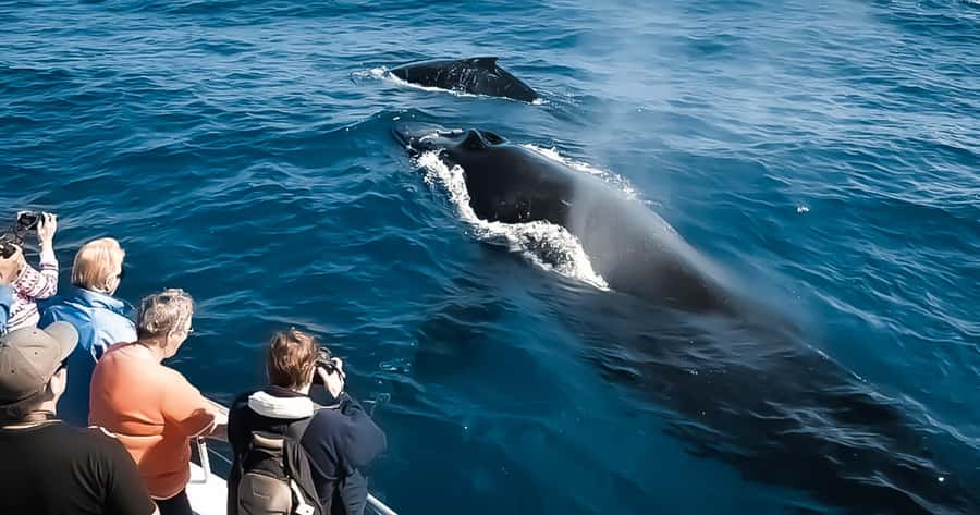 Whale Watching Cruise in Waikiki Oahu - SEE THE HUMPBACKS! - Where You Board the Island Princess at Kewalo Basin Harbor
