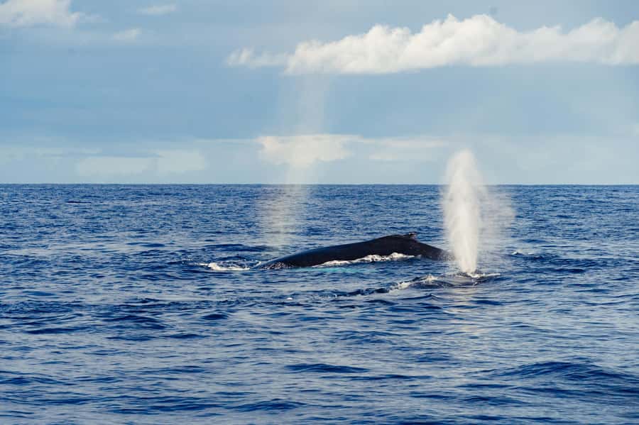 Whale Watching Cruise in Waikiki Oahu - SEE THE HUMPBACKS! - Spotting Humpbacks Returning to Hawaii After Alaska