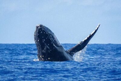 Whale Watching Cruise in Waikiki Oahu - SEE THE HUMPBACKS! - The 150-Minute Whale Cruise: What the Timing Really Means