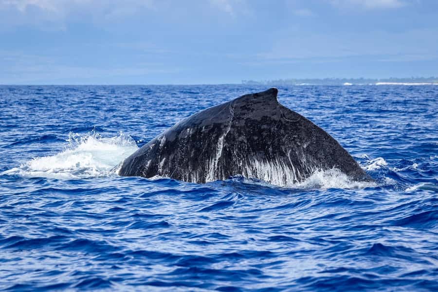 Whale Watching Cruise in Waikiki Oahu - SEE THE HUMPBACKS! - The Waikiki Skyline From the Water Is the Secret Bonus