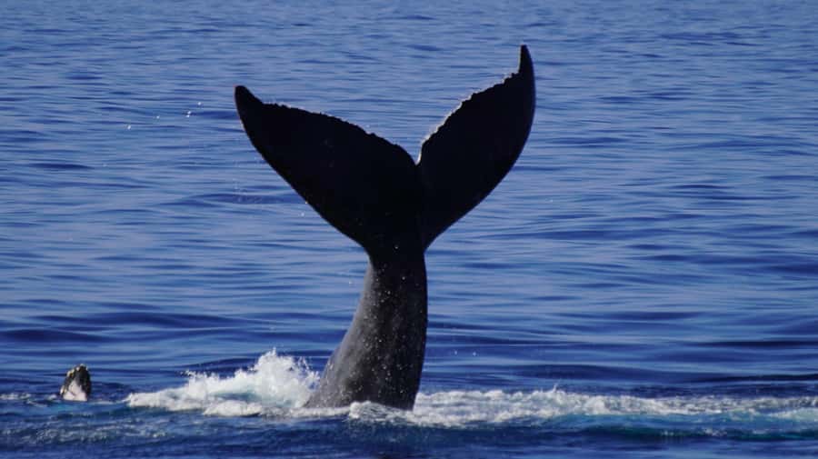 Whale Watching Cruise in Waikiki Oahu - SEE THE HUMPBACKS! - The Crew’s Role: Captain Ryan and Wylie’s Whale-Finding Focus