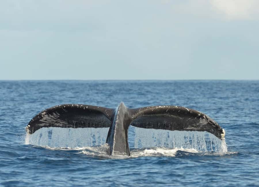 Whale Watching Cruise in Waikiki Oahu - SEE THE HUMPBACKS! - Morning or Sunset: Choosing the Right Mood on Waikiki