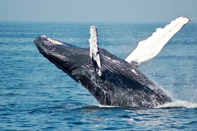 Whale Watching Sail in Honolulu with Open Bar - Key Points to Know Before You Go