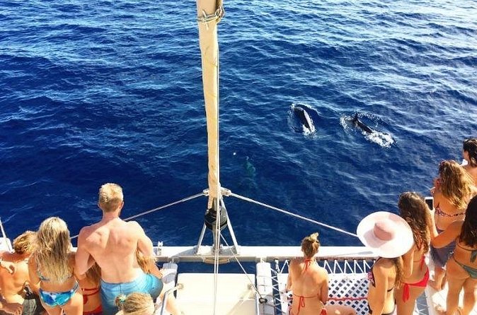 Whale Watching Sail in Honolulu with Open Bar - Parking at Embassy Suites Valet: A Simple Add-On