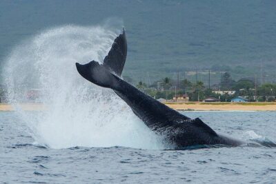 Wild Dolphin Watching and Snorkel Safari Off West Coast of Oahu - What you’ll do on the water: dolphins first, snorkel time built in